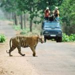 Chitwan National Park Jeep Safari