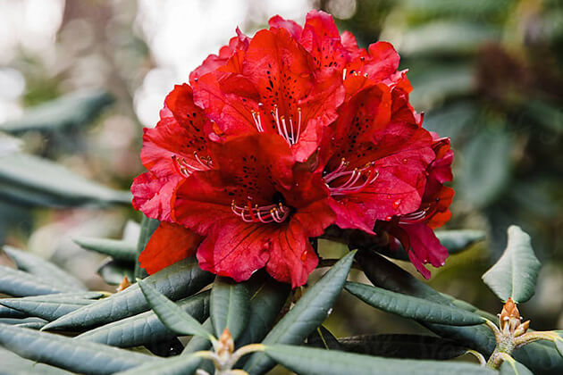 The National Flower of Nepal symbol - Rhododendron