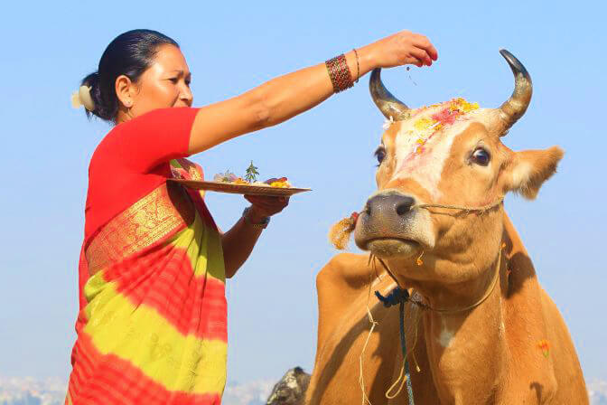 essay about national animal of nepal