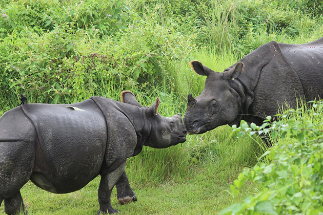 chitwan national park - nepal tour itinerary packages