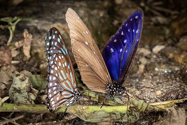 Annapurna Butterfly Museum pokhara best destinations