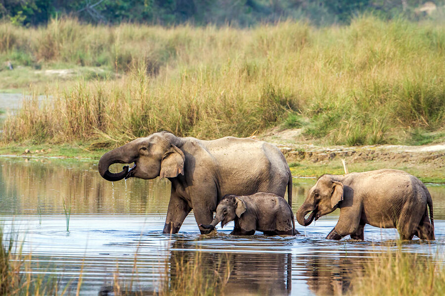 Chitwan National Park - Wildlife Experience in Nepal.