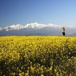 Flower-field-Nepal-Sightseeing-Tour-6-Days