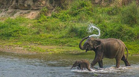 bardia national park tour - Jungle Safari in Nepal