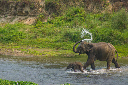 Bardia National Park - Jungle Safari in Nepal