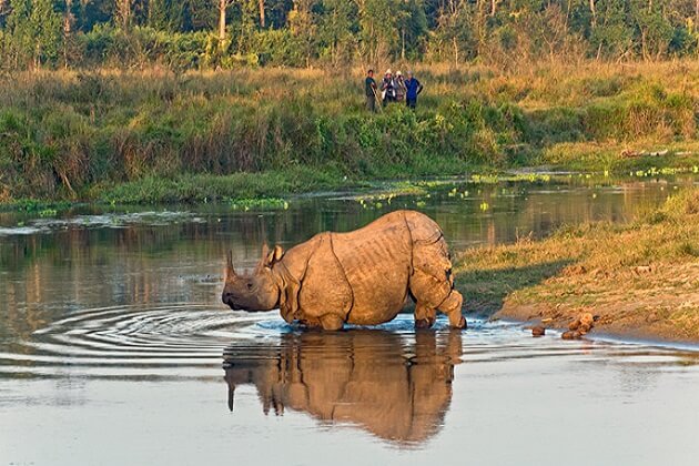 One horned rhinoceros - nepal jungle safari