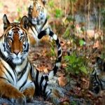 Tiger - bardia national park itinerary
