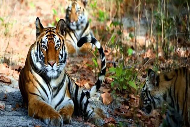 Tiger - bardia national park itinerary